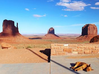 Dog sleeping at monument valley