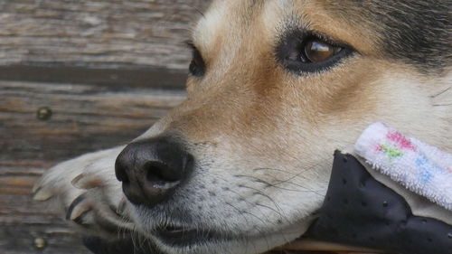 Close-up portrait of dog laying with head on pillow