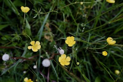 Close-up of yellow flowering plants on field