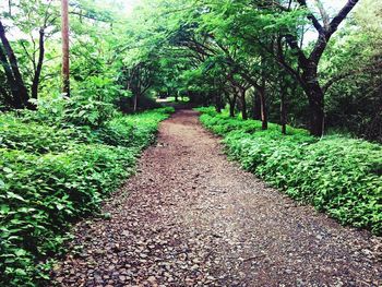 Narrow pathway along trees in forest