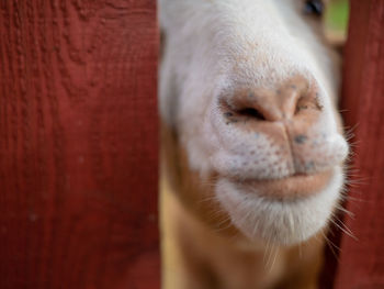 Close-up of a goat through a red fence