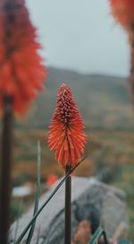 Close-up of red flowering plant against sky