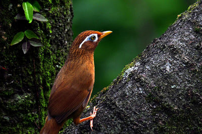 Close-up of bird perching