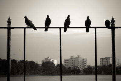 Silhouette birds perching on metal against sky