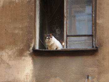 Cat sitting on window of building