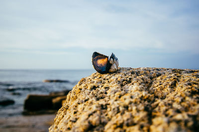 Close-up of crab on rock at beach against sky