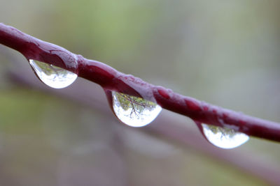 Close-up of water drop on leaf