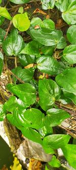 High angle view of plants growing on field