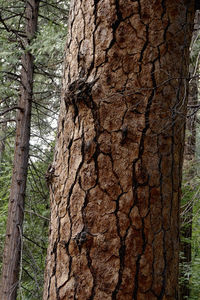 Close-up of tree trunk in forest