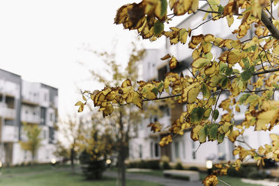 Close-up of flowering plant against tree