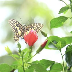 Close-up of butterfly pollinating on flower