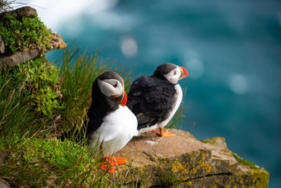 Two birds perching on rock