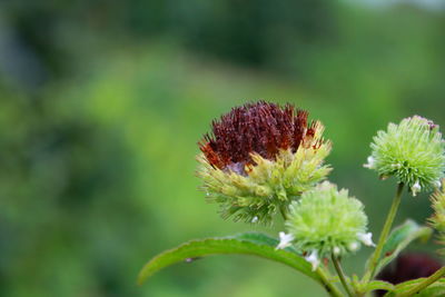 Close-up of thistle