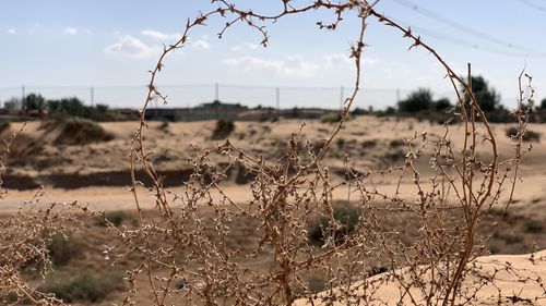 Close-up of plants on field against sky