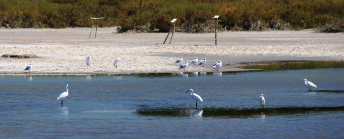 Birds in the lake