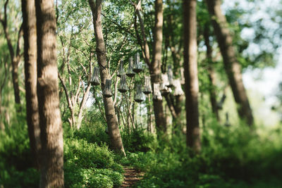 Trees in forest