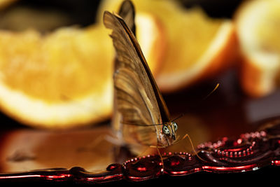 A julia butterfly, dryas iulia