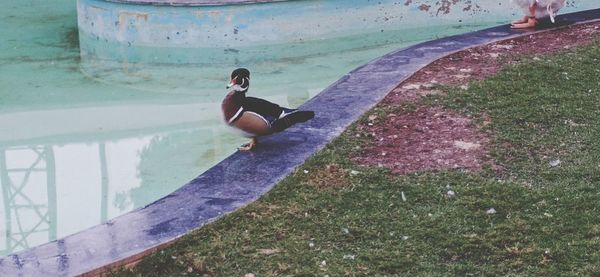 Woman sitting in swimming pool