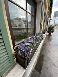 Potted plants on glass window of building