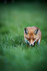 Dog on grassy field