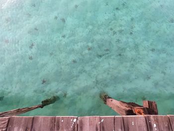 High angle view of bird swimming in pool