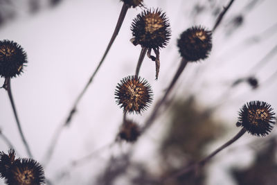 Close-up of thistle against sky