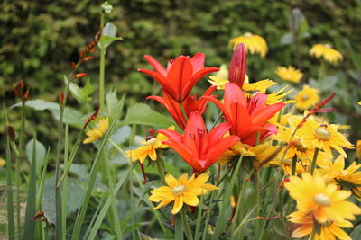 flowering plant