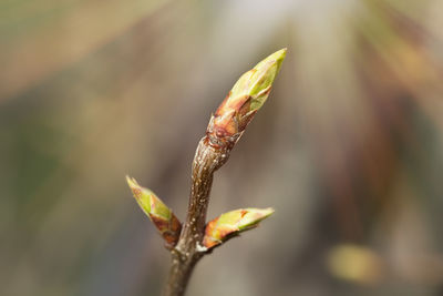 Close-up of buds on plant growing outdoors