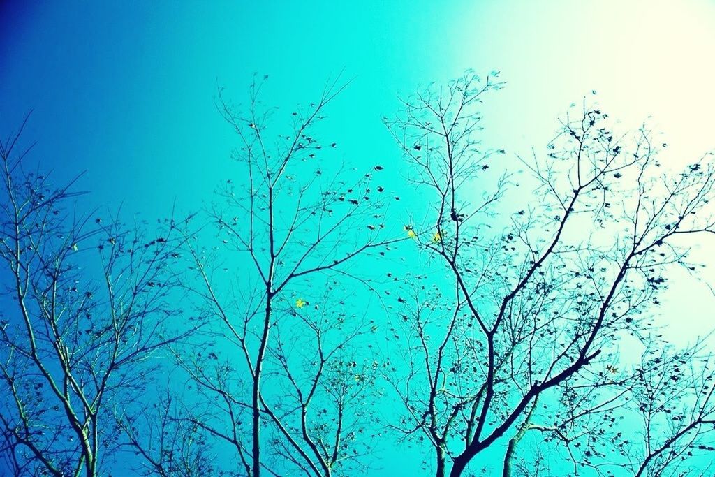 low angle view, bare tree, branch, blue, tree, clear sky, nature, beauty in nature, sky, tranquility, high section, outdoors, silhouette, day, no people, scenics, growth, backgrounds, full frame, twig