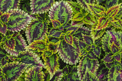 Full frame shot of leaves