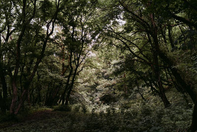 Trees in forest