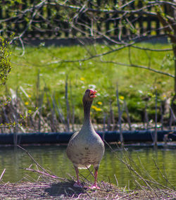 Geese on a lake