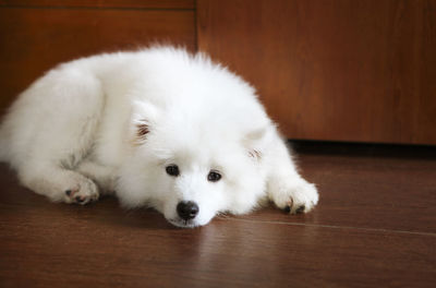 White dog resting on wooden floor