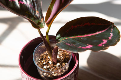 Close-up of potted plant