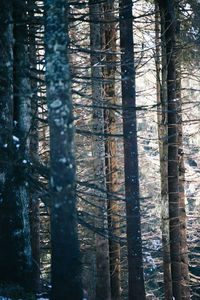 Pine trees in forest