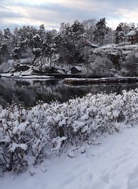 Snow covered plants by lake against sky