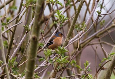 Bird perching on a tree