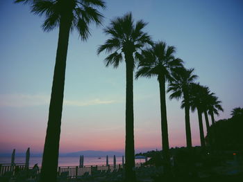 Low angle view of palm trees against sky