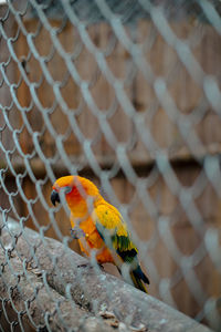 animal themes