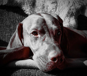 Close-up of dog lying on sofa