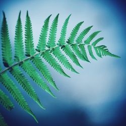 Close-up of fern leaves against sky