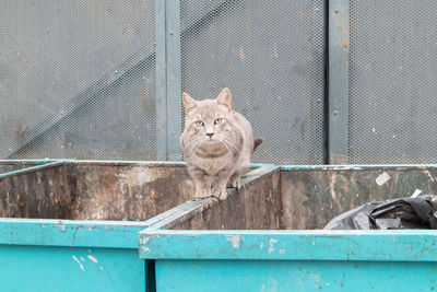 Portrait of a cat sitting on metal