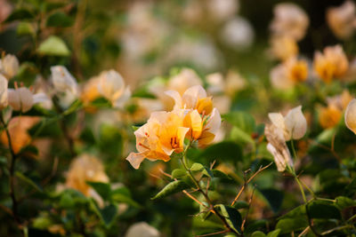 Close-up of yellow flowering plant