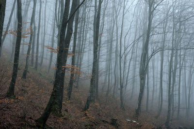 Pine trees in forest