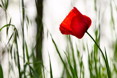 Close-up of red poppy flower on field