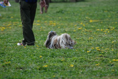 Low section of man with dog on field