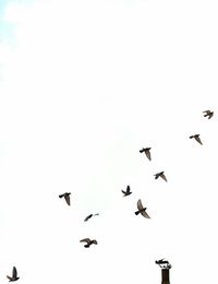 Low angle view of birds flying in the sky