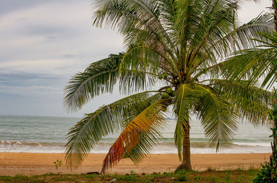 tropical climate