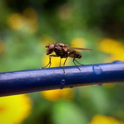 Close-up of fly on leaf