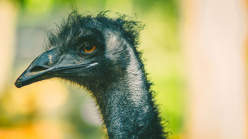 Close-up of a bird looking away